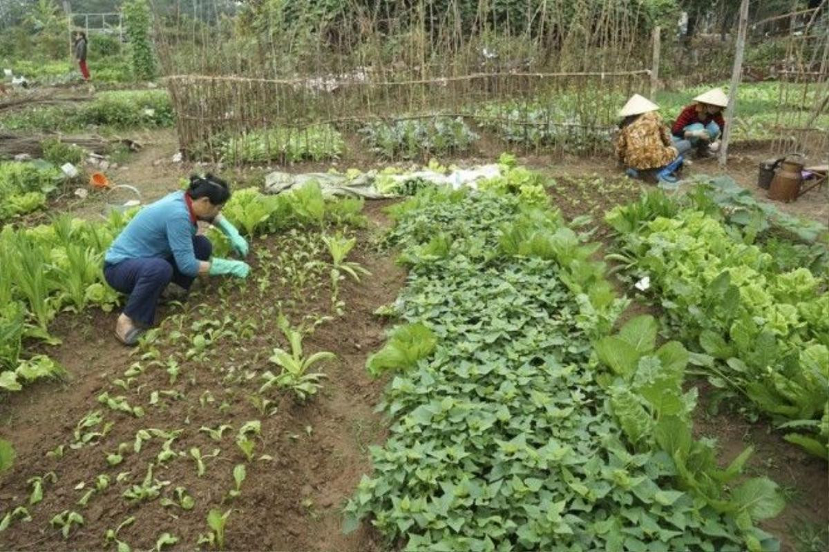 Trong thời điểm hiện tại, tìm được nơi cung cấp rau sạch có lẽ không phải chuyện dễ dàng.