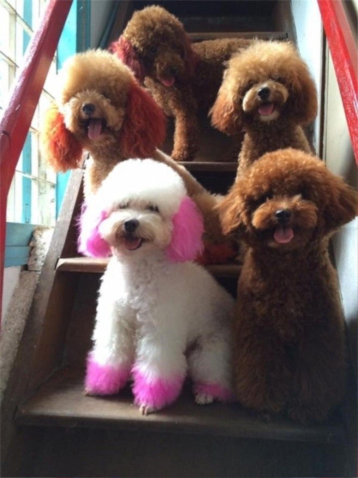 Đàn chó poodle được anh Chinh chăm sóc từ hơn 1 năm nay. (Ảnh: NVCC)