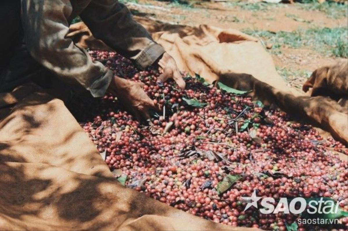 Đôi bàn tay ngày đêm trồng - hái, mang hạt cà phê đi muôn nẻo đường.