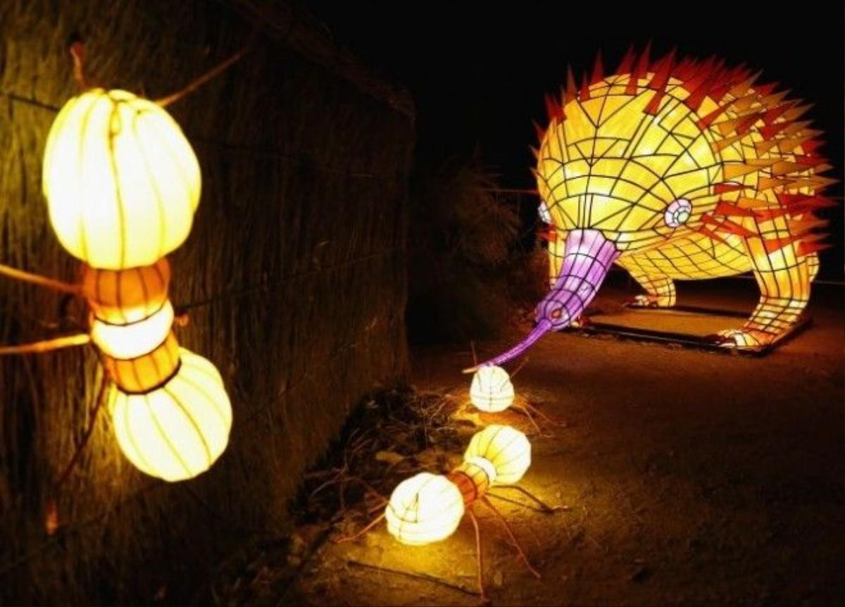 SYDNEY, AUSTRALIA - MAY 24: An echidna light sculpture eating ants is displayed during a media preview of Vivid Sydney illuminated displays at Taronga Zoo on May 24, 2016 in Sydney, Australia. Vivid is lighting up at Taronga Zoo for the first time with ten giant animal sculptures representing critical species the zoo is committed to protecting. Held annually, Vivid Sydney is the world's largest festival of light, music and ideas running for 23 days. (Photo by Cameron Spencer/Getty Images)