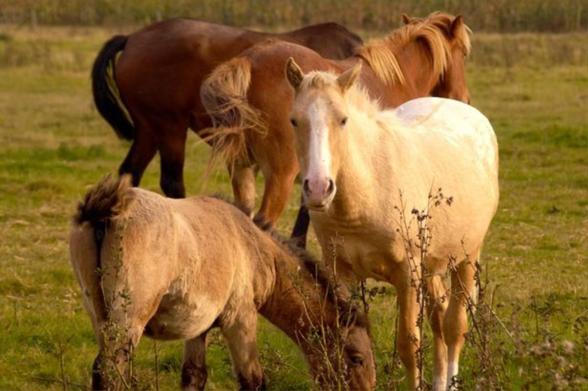 Sự việc xảy ra tại khu bảo tồn Aylestone Meadows tuyệt đẹp ở Leicester