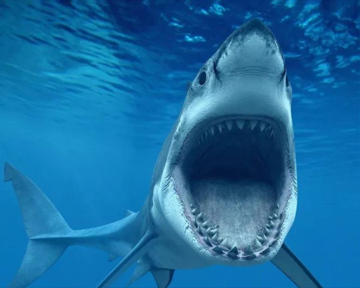 Cá mập trắng - "hậu duệ" của siêu cá mập Megalodon.