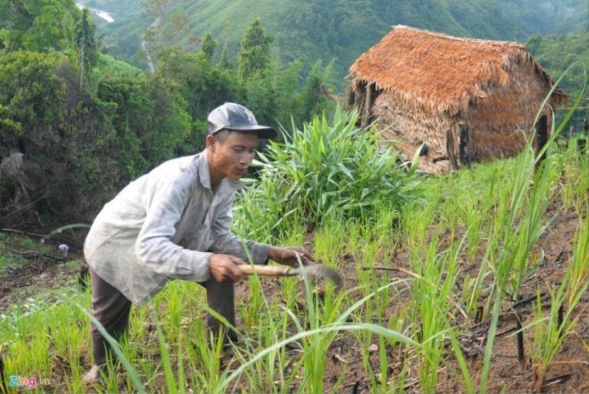 Tùy theo mùa, "người rừng" này trồng lúa, hoa màu, làm cỏ, thu hoạch trên rẫy với niềm vui đơn giản của đời mình. 