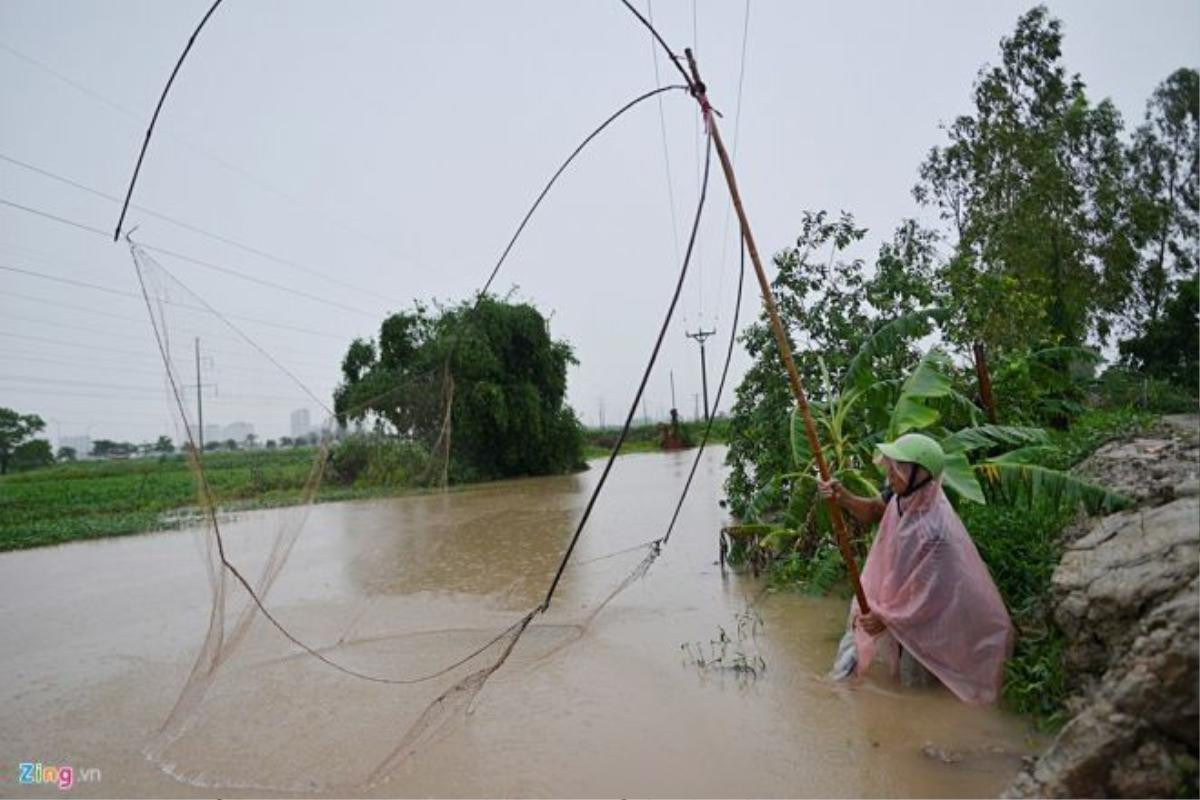 Cũng trong sáng nay, tại các đầm cạnh khu đô thị Văn Phú (Hà Đông), nhiều người dùng cả vó để bắt cá. 