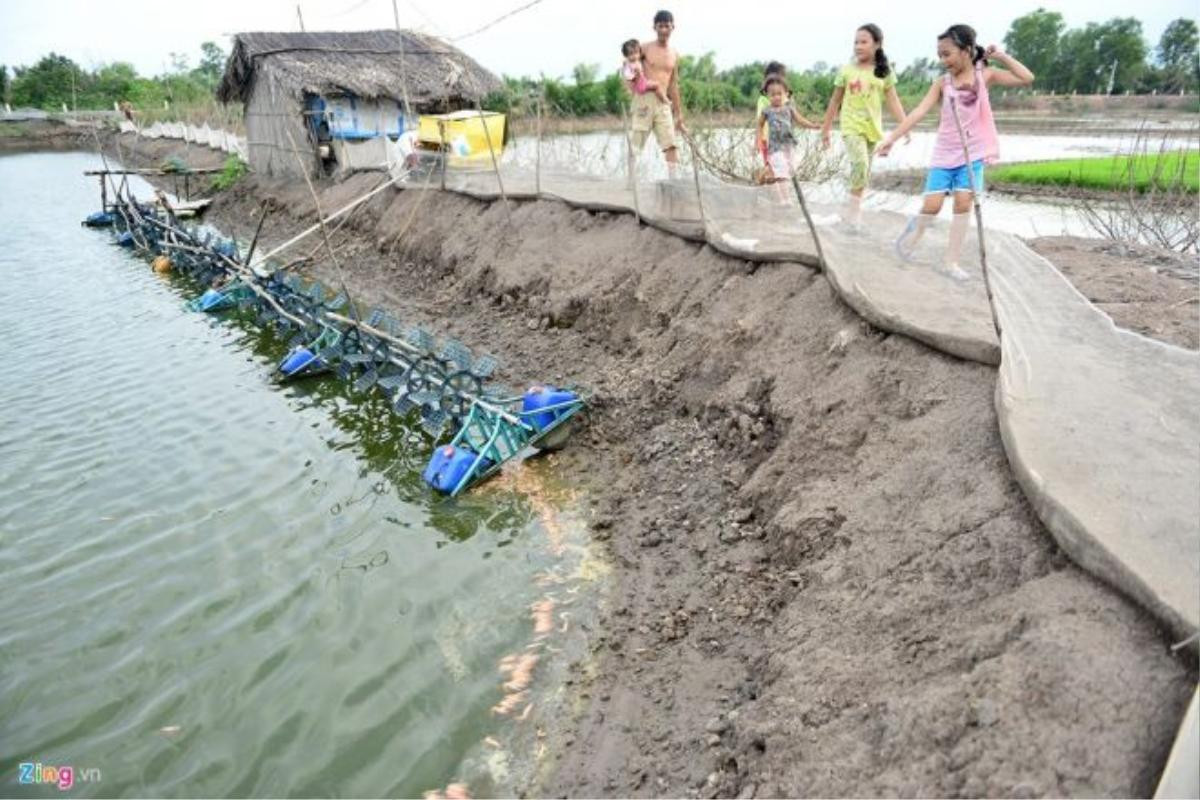 Trong những vụ nuôi tôm tiếp theo nhiều hộ bị thất thu, trắng tay. Tôm sắp đến ngày thu hoạch thì bị chết nổi khắp nhiều ao.