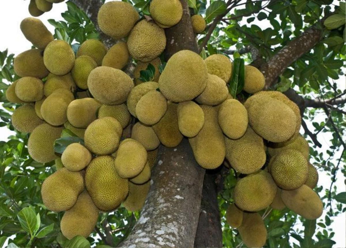 artocarpus-heterophyllus-jackfruit-01-1472800681694