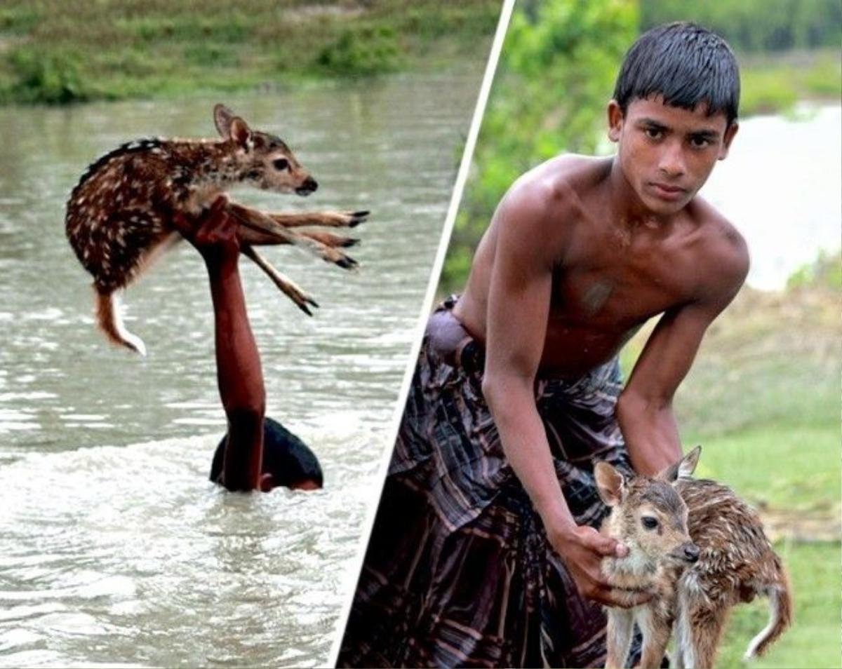 Trong cơn mưa lớn và nước dâng cao, Belal - cậu bé đến từ Banglasdesh - không màng nguy hiểm, lặn xuống sông Noakhali để cứu chú nai con sắp chết đuối. Ảnh: Bright Side.