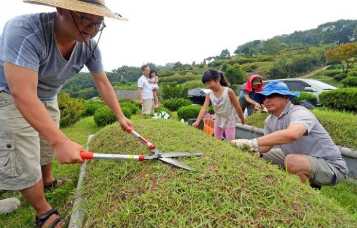 Beolcho hay công việc sửa sang, quét dọn phần mộ thường được thực hiện khoảng 1 tháng trước lễ Chuseok. Những ngày này, người Hàn Quốc thường tập trung ở...nghĩa trang nhiều hơn ở nhà.