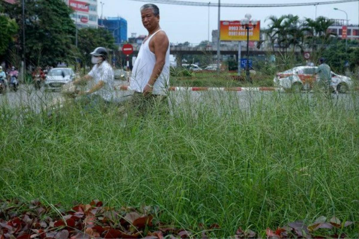 Nhiều đám cỏ trên dải phân cách đường Văn Cao đã mọc cao tầm trên dưới 1m.