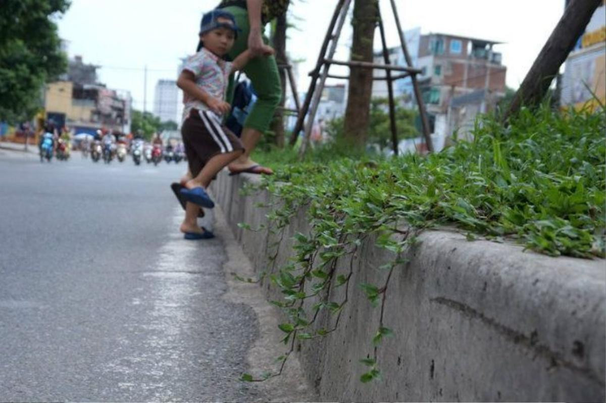 Những loại cây khác cũng đang lan dần xuống lòng đường phố Láng Hạ.