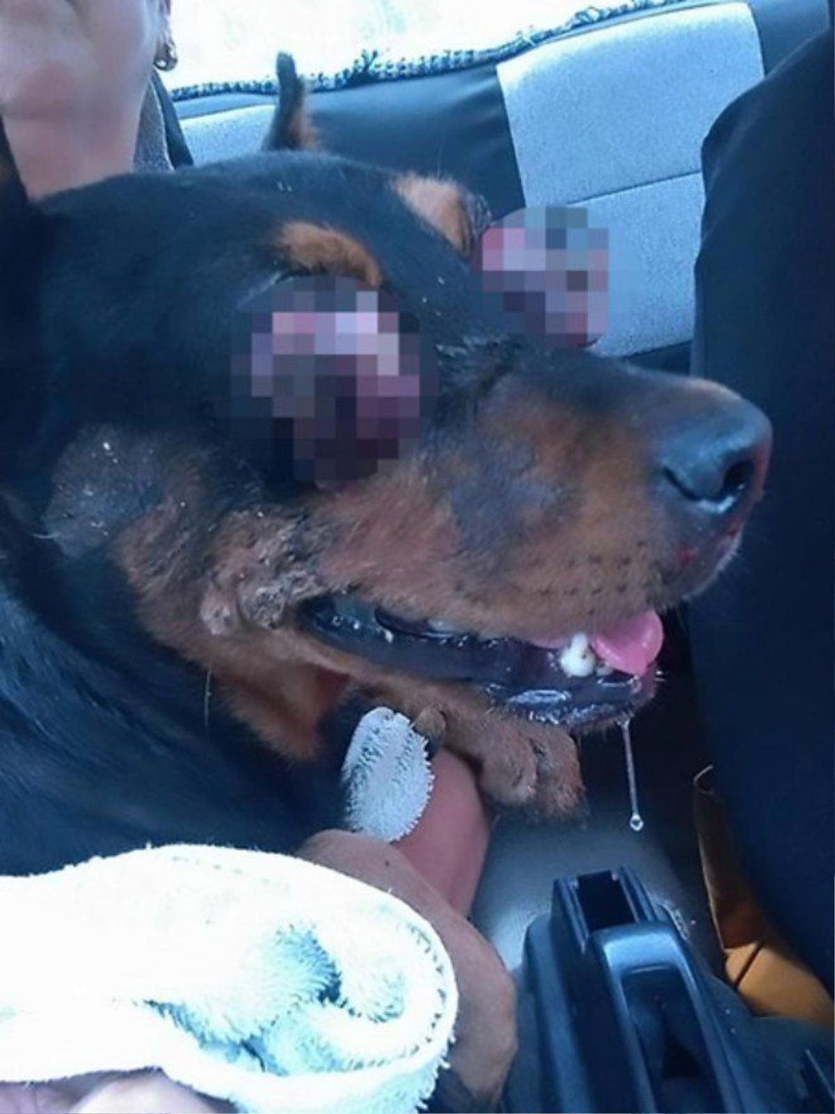 Pic shows: Boxy, the tortured dog; This is the horrific photograph of a dog after its eyes were pulled out of their sockets by thugs. The abuse is believed to have happened when several people attacked the female dog named Boxy and probably held her down in order to pull her eyes out using their fingers. Mexican authorities are investigating the shocking case of animal abuse which resulted in the dog being taken to a vet where it was regarded as too injured to help, and had to be put to sleep. An animal activist identified as Connie Sosa posted graphic pictures of the dog online after the rescue. The horrific assault took place in the colony Plan de Ayala Sur, in the city of Merida, in the south-eastern Mexican state of Yucatan. The activist said that she had rescued the dog hoping that it might have been possible to reinsert its eyes into its sockets, but the injuries were far too serious and as a result it was agreed that the dog should be put to sleep. The Animal Protection Unit of the local police have confirmed that they have started an investigation on charges of animal abuse after several netizens asked government and authorities to do something to find and punish those responsible. The dogâs condition even prompted a petition on Change.org to demand a huge punishment for those responsible of torturing poor Boxy. According to local media, preliminary investigations concluded that the dog used to have an owner who had simply abandoned the dog. And despite the shocking abuse Connie Sosa, who has worked saving abused animals for six years in the region, said that it was not uncommon to see horrific attacks on strays. She said that only recently a small female dog, called Marina, had died after being covered in sticky glue, and added that the abuse was being reported on an almost daily basis. President of the Animalist Citizens Movement, Ernesto Maurin Guerrero, said the only way to tackle the problems to give tougher punishments for those responsib