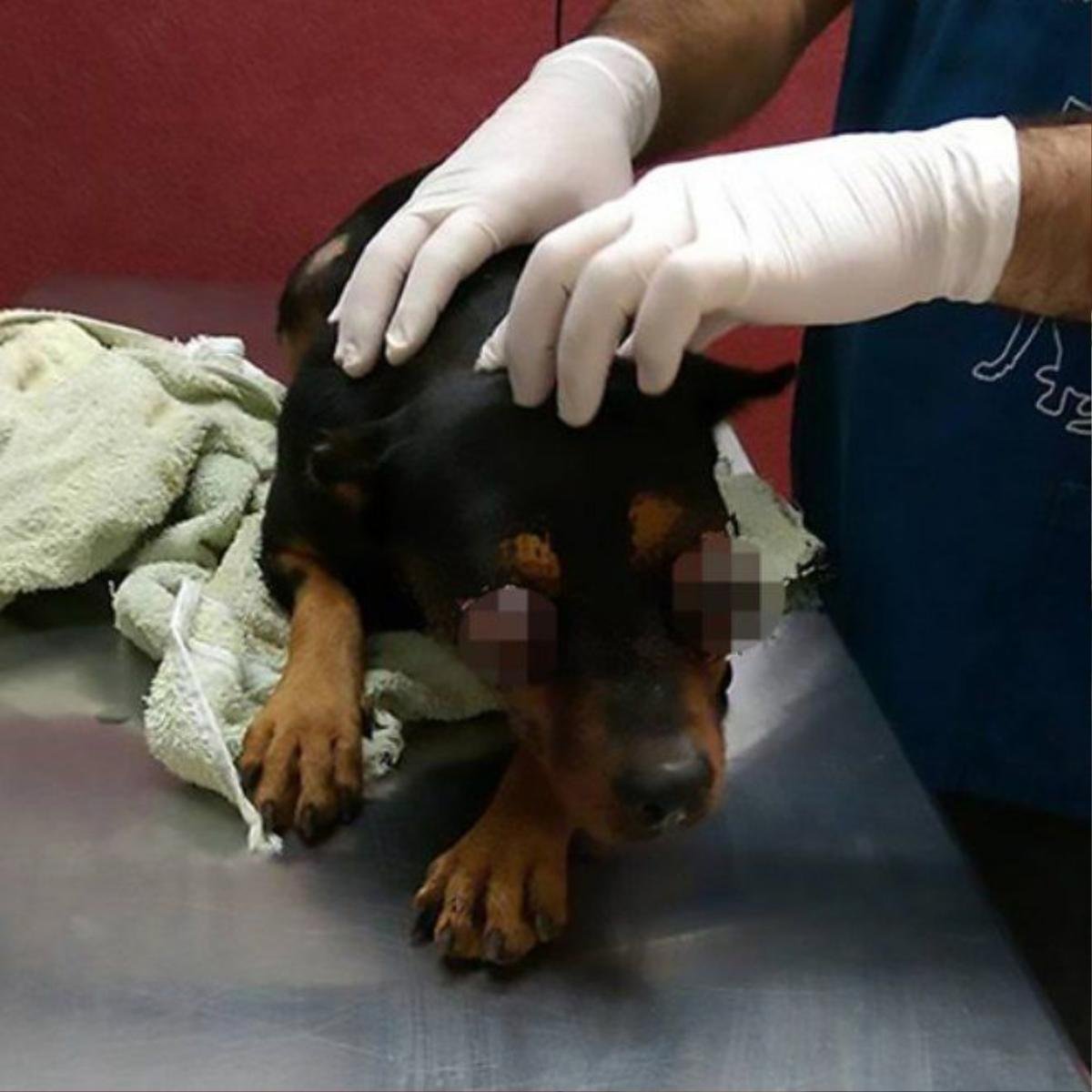 Pic shows: Boxy, the tortured dog; This is the horrific photograph of a dog after its eyes were pulled out of their sockets by thugs. The abuse is believed to have happened when several people attacked the female dog named Boxy and probably held her down in order to pull her eyes out using their fingers. Mexican authorities are investigating the shocking case of animal abuse which resulted in the dog being taken to a vet where it was regarded as too injured to help, and had to be put to sleep. An animal activist identified as Connie Sosa posted graphic pictures of the dog online after the rescue. The horrific assault took place in the colony Plan de Ayala Sur, in the city of Merida, in the south-eastern Mexican state of Yucatan. The activist said that she had rescued the dog hoping that it might have been possible to reinsert its eyes into its sockets, but the injuries were far too serious and as a result it was agreed that the dog should be put to sleep. The Animal Protection Unit of the local police have confirmed that they have started an investigation on charges of animal abuse after several netizens asked government and authorities to do something to find and punish those responsible. The dogâs condition even prompted a petition on Change.org to demand a huge punishment for those responsible of torturing poor Boxy. According to local media, preliminary investigations concluded that the dog used to have an owner who had simply abandoned the dog. And despite the shocking abuse Connie Sosa, who has worked saving abused animals for six years in the region, said that it was not uncommon to see horrific attacks on strays. She said that only recently a small female dog, called Marina, had died after being covered in sticky glue, and added that the abuse was being reported on an almost daily basis. President of the Animalist Citizens Movement, Ernesto Maurin Guerrero, said the only way to tackle the problems to give tougher punishments for those responsib