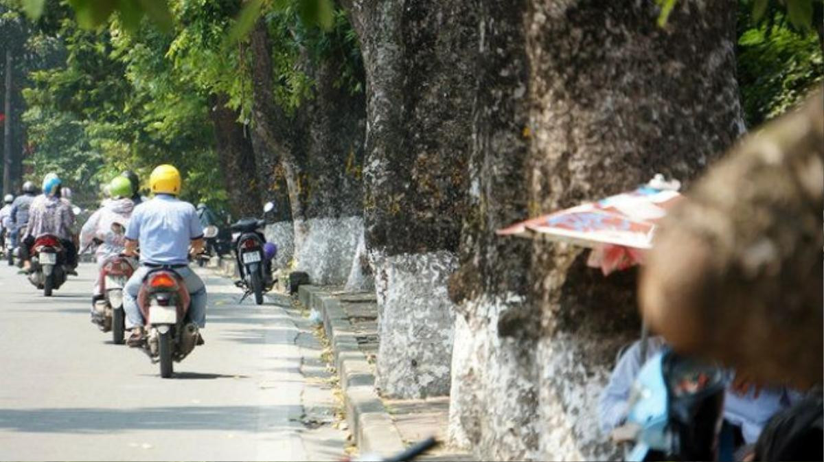 Ông Lê Huy Hoàng - Phó Trưởng ban quản lý ĐSĐT Hà Nội cho biết, trong toàn bộ dự án thi công tuyến đường sắt số 3, đoạn Nhổn - ga Hà Nội, trên 500 cây xanh phải di chuyển, cắt sửa. Riêng từ đoạn đền Voi Phục đến đường Trần Hưng Đạo, phải di dời số lượng tới hơn 440 cây. 