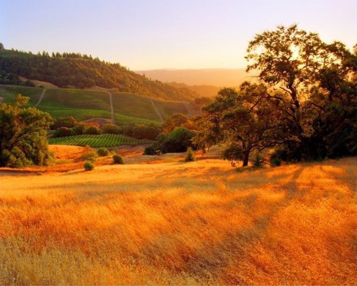 Cánh đồng cỏ dại ngả màu vàng úa tại Sonoma, California, Mỹ.