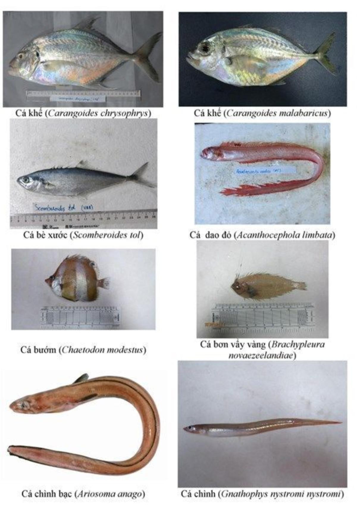 cabien1_kksp-copy