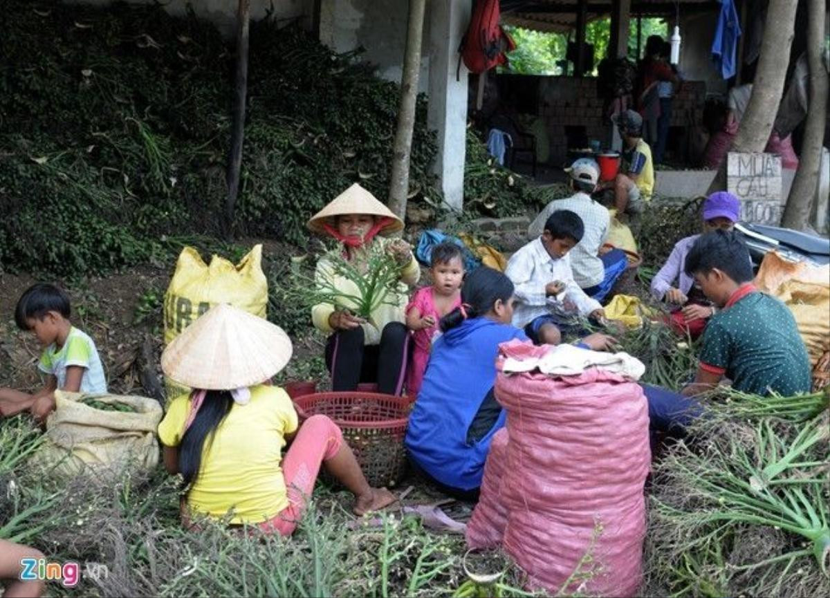 Người lớn, trẻ em hái cau bán cho thương lái tại lò hấp sơ chế. "Sau khi thu mua trái cau tươi về, chúng tôi luộc, hấp sơ chế thành cau khô rồi xuất khẩu sang Trung Quốc", bà Yến nói. Theo tìm hiểu, thương lái nhập cau để sản xuất kẹo bán đi các nước có khí hậu lạnh. 