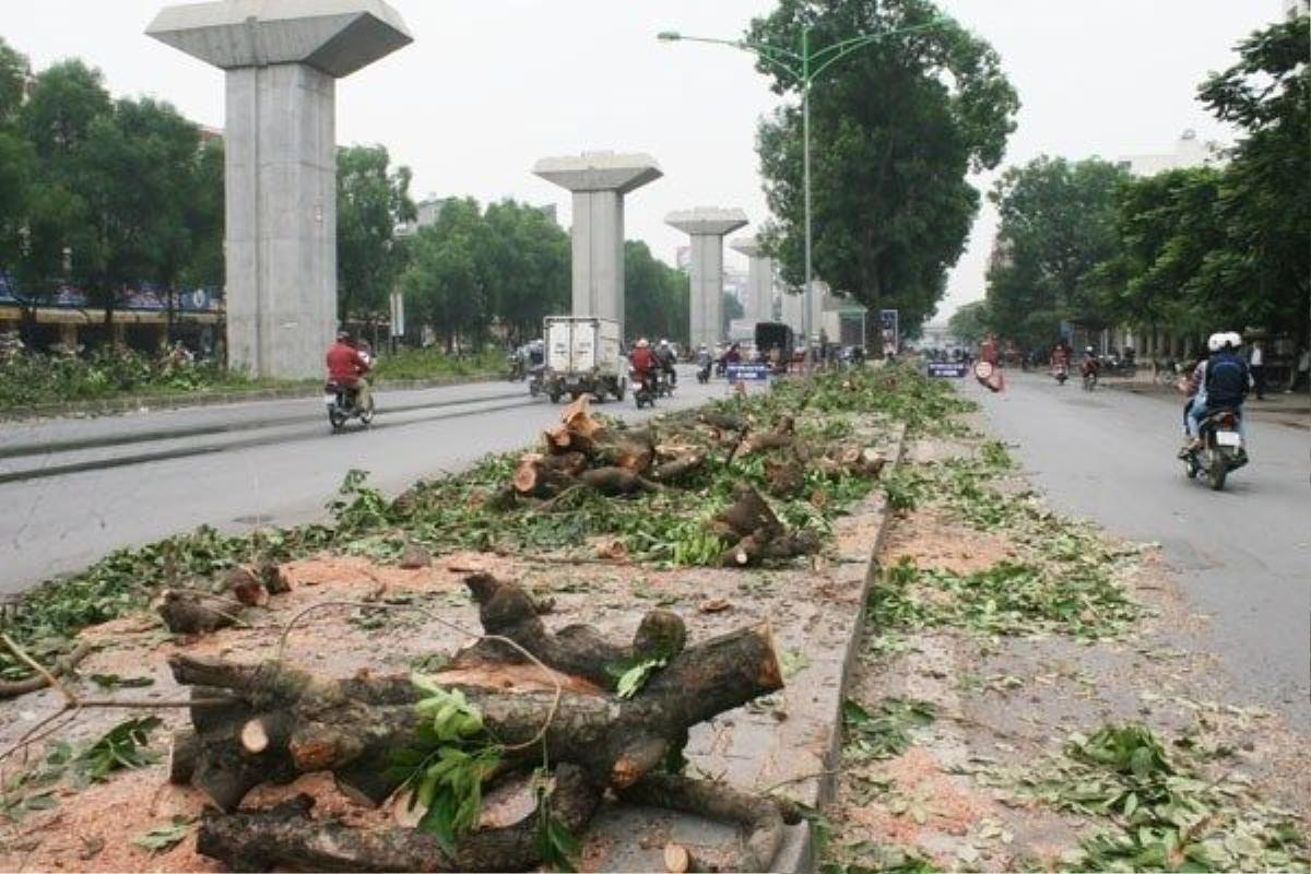 chat-cay-xanh-o-ha-noi