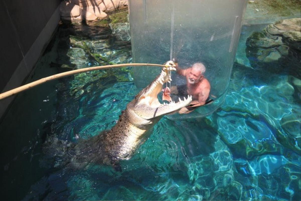 Crocosaurus Cove cho biết trải nghiệm này tuyệt đối an toàn, miễn là du khách đạt độ tuổi yêu cầu và được hướng dẫn kỹ lưỡng trước khi vào lồng. 