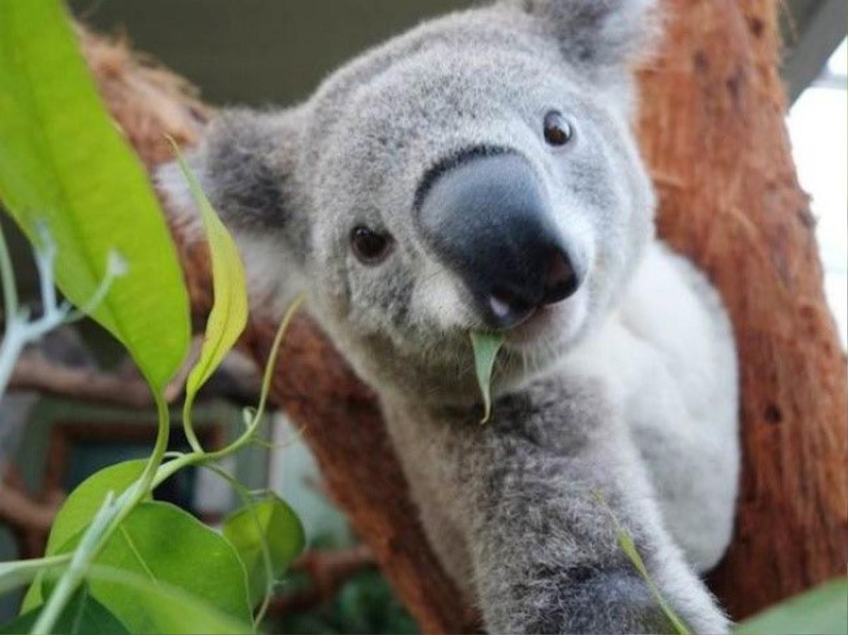 Chú gấu Koala tại Australia tinh nghịch trước ống kính.