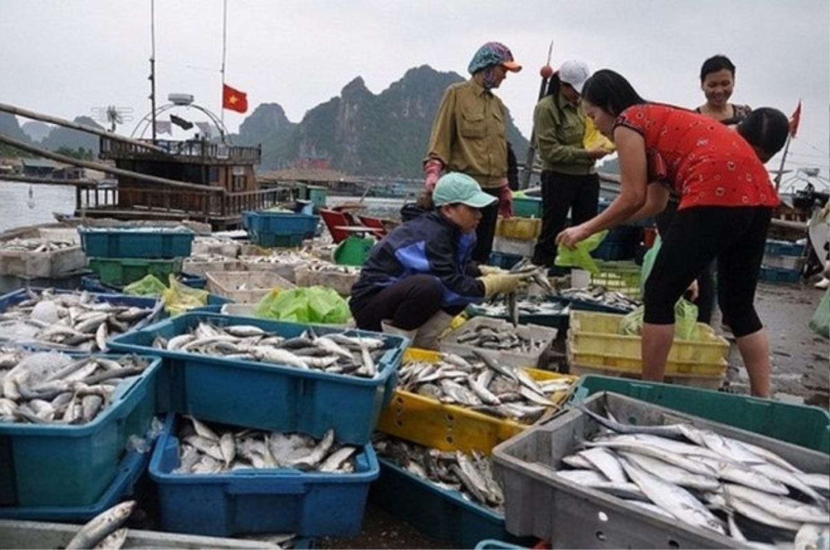 Bộ Tài nguyên và Môi trường đã chuyển 150 triệu USD tiền đền bù của Formosa về tài khoản Kho bạc Nhà nước