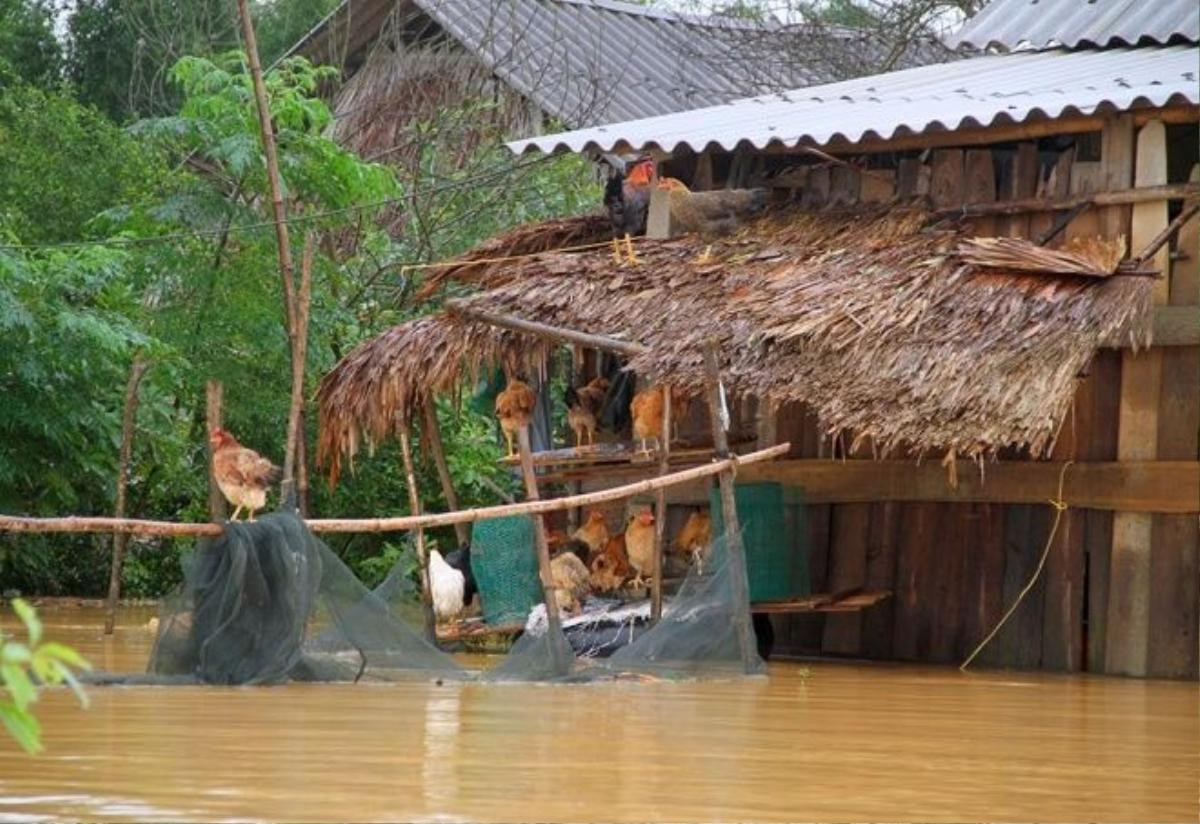 Chuồng ướt, nhiều gia cầm đứng ngoài trời trên những nhánh sào tre, chờ chủ nhà đưa đi nơi khác trú ẩn. Thống kê đến chiều 15/10, huyện Hương Khê có 400 con gia súc, 40.000 con gia cầm bị cuốn trôi.