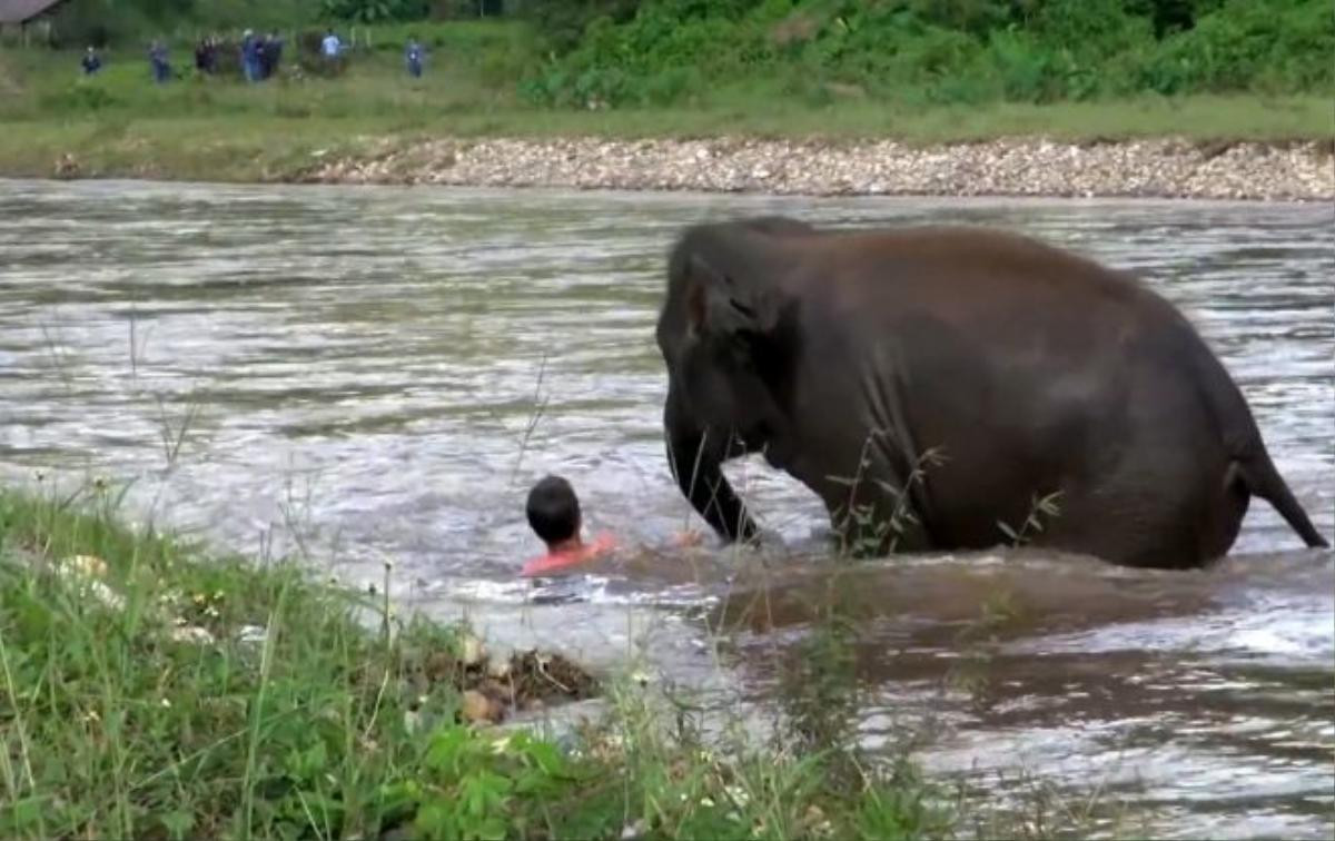 This is the heartwarming moment a young elephant plunges into a fast-flowing river to RESCUE her ''drowning'' human best friend. See SWNS story SWRESCUE. Darrick (corr) Thomson, 42, jumped into the swollen 50ft wide river while five-year-old Asian elephant Kham Lha walked on the bank in Chiang Mai, Thailand. The pair had formed an ''inseparable bond'' after Kham Lha was rescued from an abusive owner last year and Darrick nursed her back to health. So when the young cow saw her ''best friend'' apparently in trouble shouting for help, she raced through the water to save him. She rushes through the water as Darrick splashes and cries for help, then gently ushers him to the shore. The incredible moment was captured on camera to show how strong the bond can be between animals and humans.