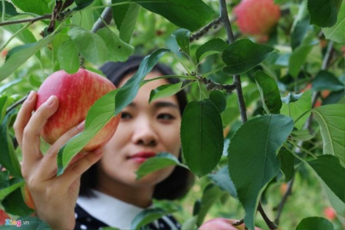 Đây sẽ là nơi để bạn có những tấm hình tuyệt đẹp, hay hái những trái táo căng mọng mua về làm quà cho người thân. 