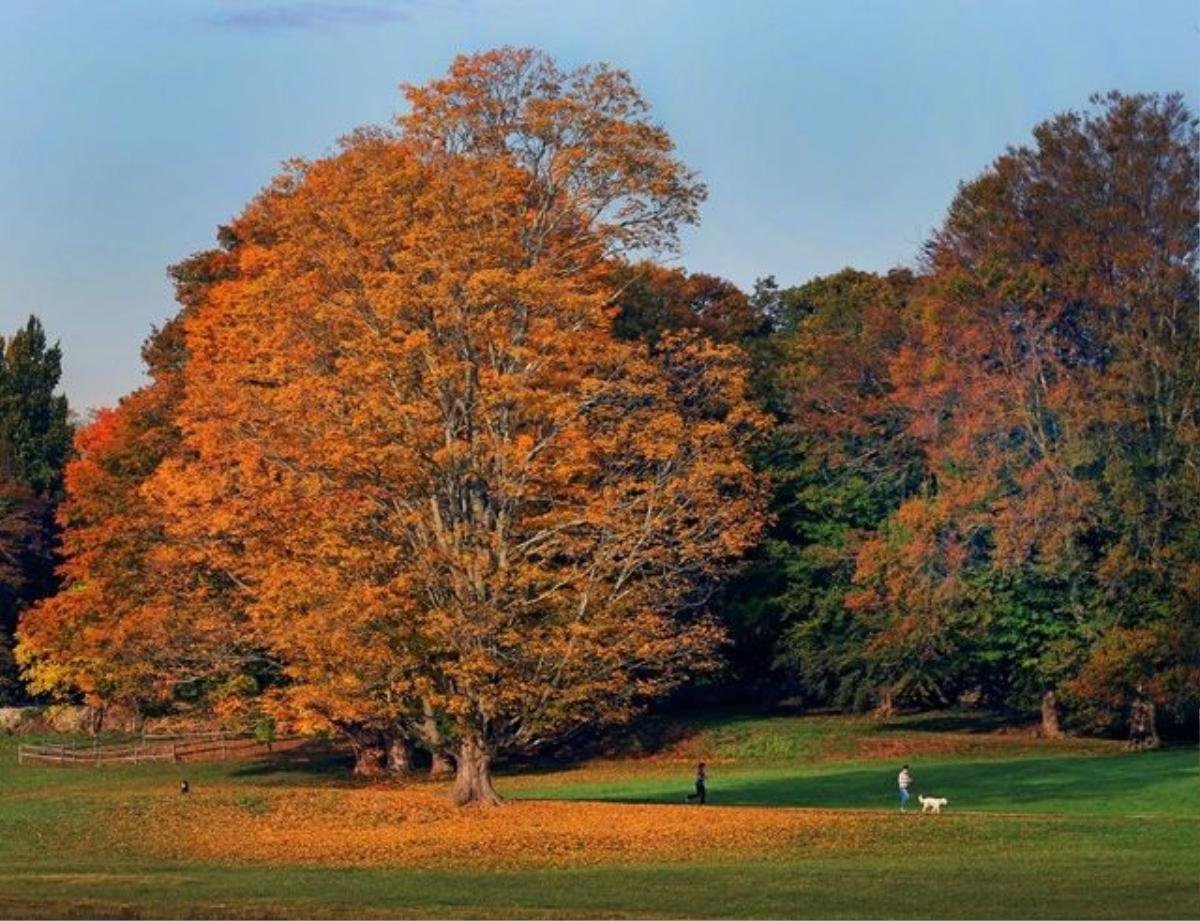 Buổi sáng sớm trong công viên Minute Man ở Concord, bang Massachusetts, Mỹ.