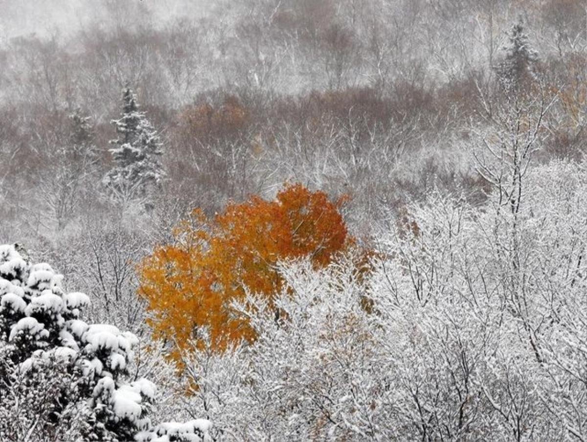 Tuyết rơi về đêm đã bắt đầu xuất hiện ở thị trấn Franconia, bang New Hampshire, Mỹ.