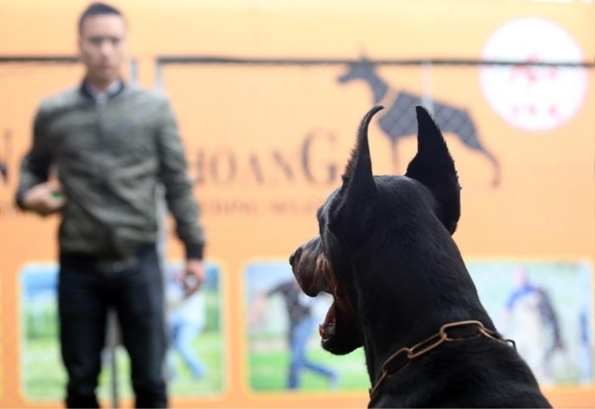 trai-cho-doberman-tien-ty-cua-chang-trai-8x-10-110840