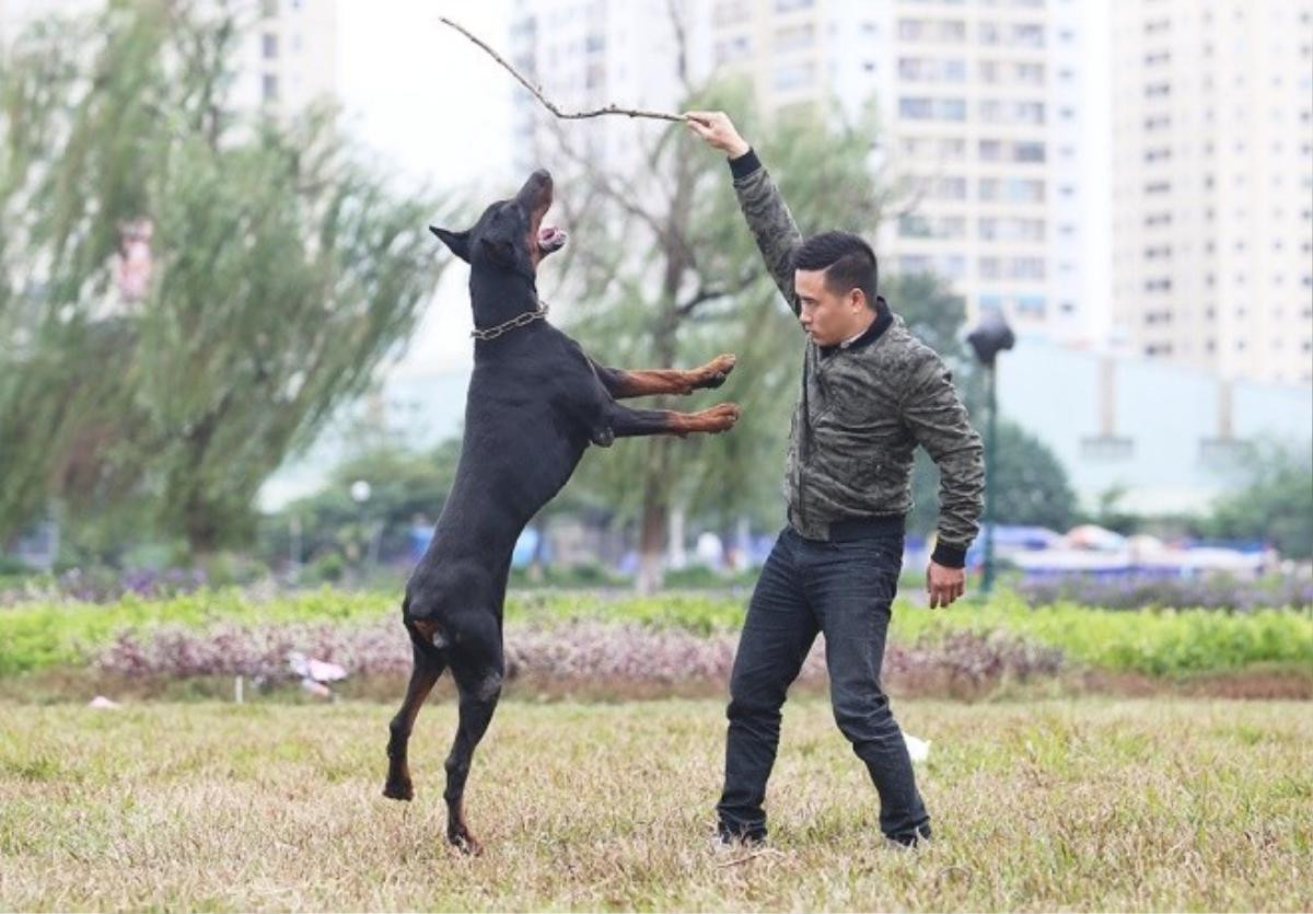 trai-cho-doberman-tien-ty-cua-chang-trai-8x-10-110844