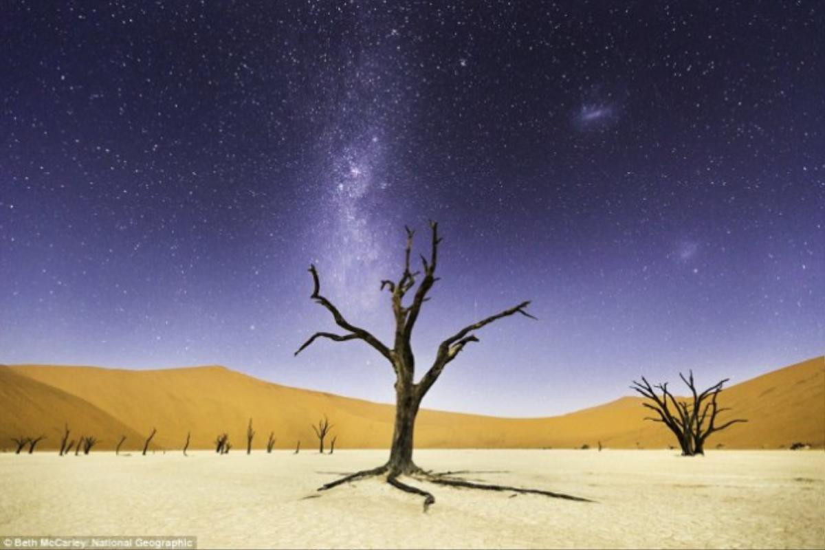 Cây lạc đà gai ở Deadvlei, Công viên Namib-Naukluft, Namibia dưới bầu trời đầy sao.