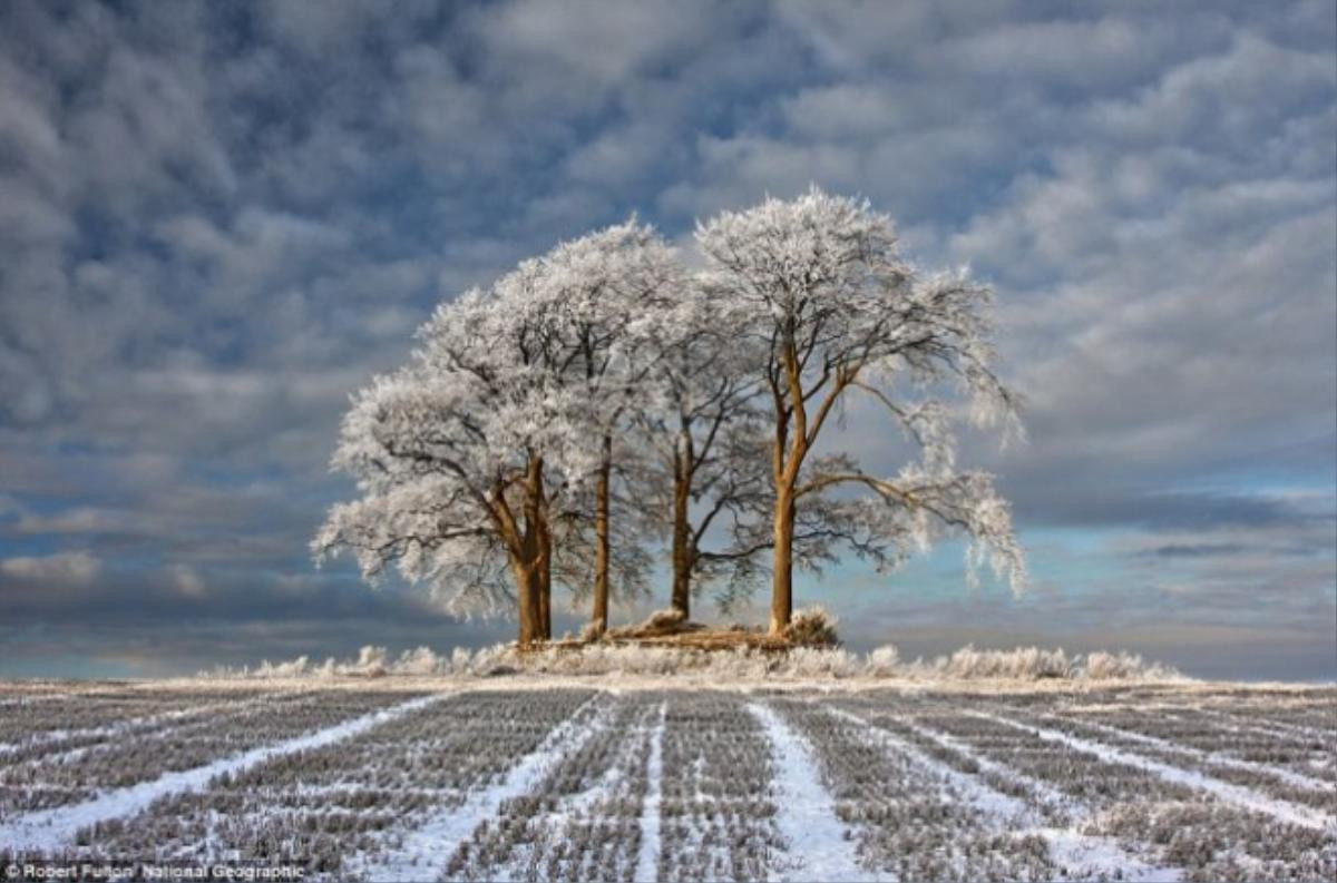 Cây cối trong tuyết trắng ở Stirlingshire, Scotland