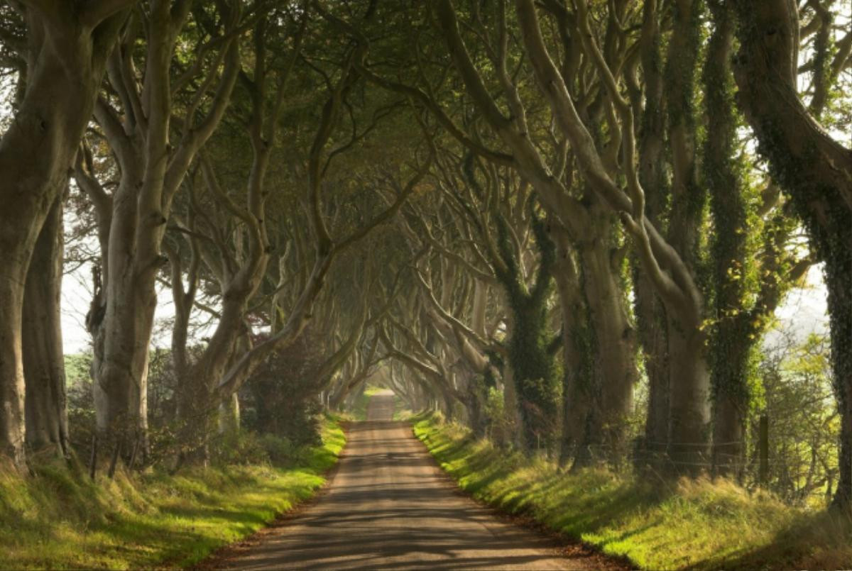 Dark Hedges (Bắc Ireland): Nổi tiếng với vẻ đẹp ma mị của hàng cây sồi cổ thụ được trồng từ thế kỷ thứ 18, con đường cây Dark Hedges thu hút hàng nghìn lượt khách đến tham quan mỗi năm. Ảnh: Flickr.