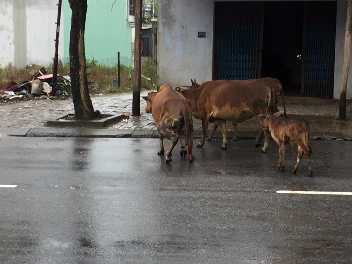 Cư dân mạng bức xúc với hình ảnh chú bò nghi bị chặt chân vì vào vườn nhà dân ăn rau Ảnh 3