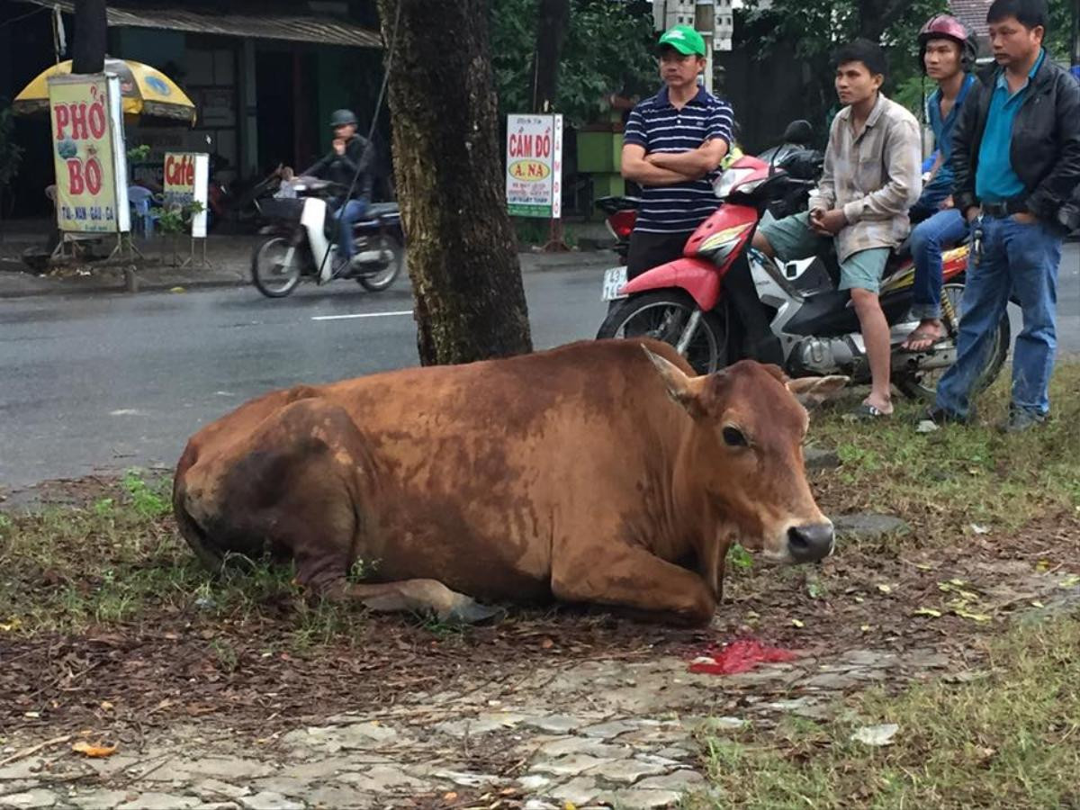 Cư dân mạng bức xúc với hình ảnh chú bò nghi bị chặt chân vì vào vườn nhà dân ăn rau Ảnh 4