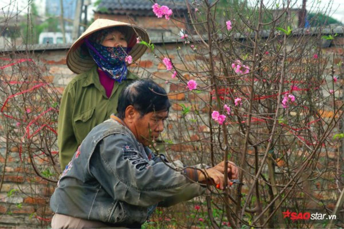 Chùm ảnh: Trước Tết 1 tháng, đào nở đỏ rực ở Nhật Tân Ảnh 9