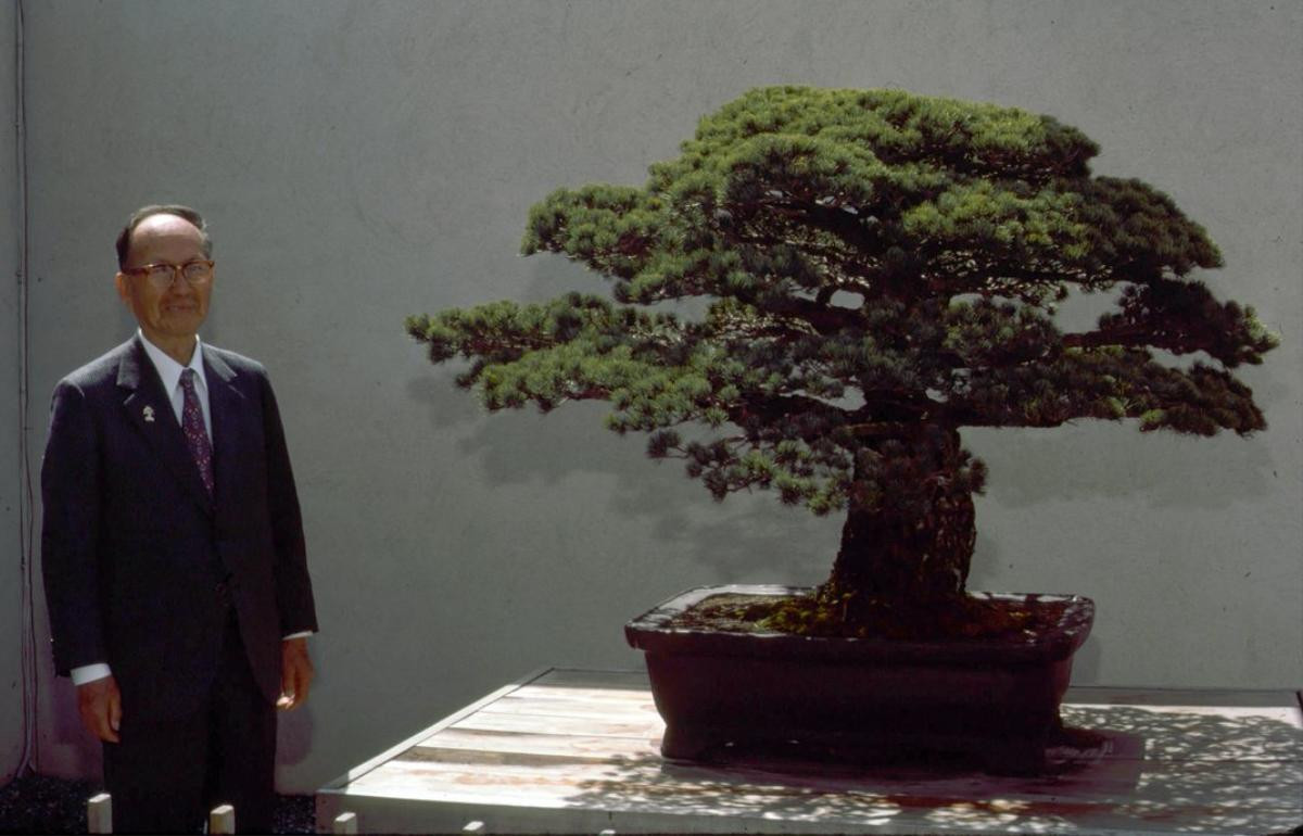 Cây bonsai 400 tuổi, sống sót qua thời bom nguyên tử Hiroshima và vẫn tiếp tục phát triển Ảnh 14