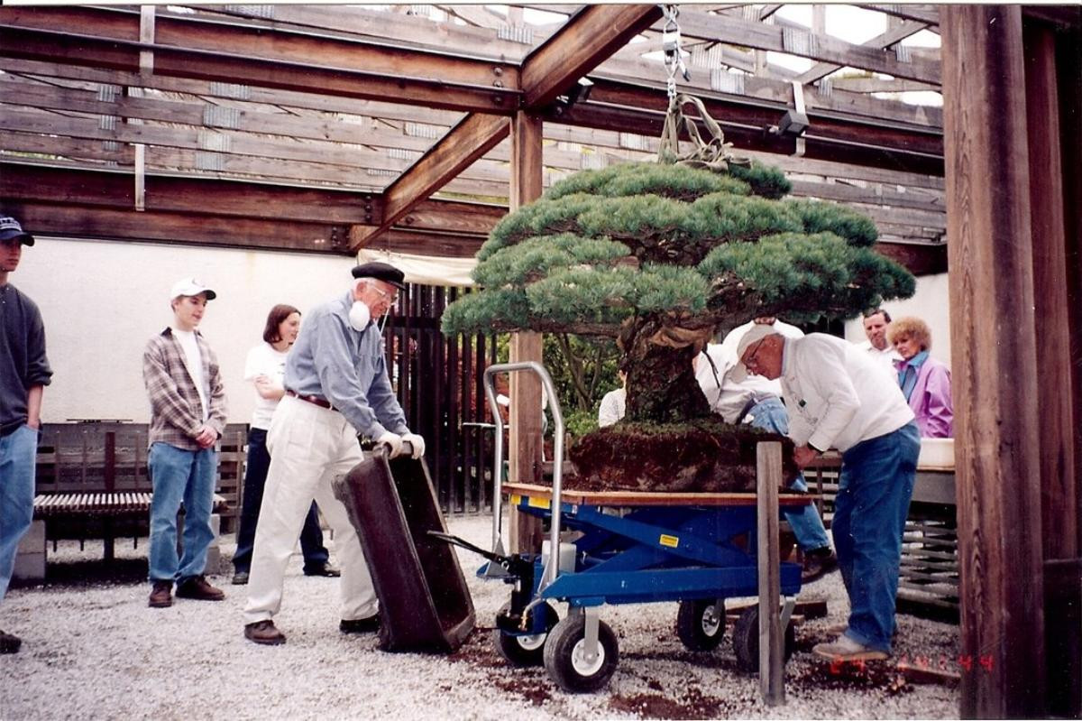 Cây bonsai 400 tuổi, sống sót qua thời bom nguyên tử Hiroshima và vẫn tiếp tục phát triển Ảnh 13