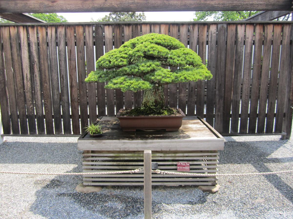 Cây bonsai 400 tuổi, sống sót qua thời bom nguyên tử Hiroshima và vẫn tiếp tục phát triển Ảnh 7