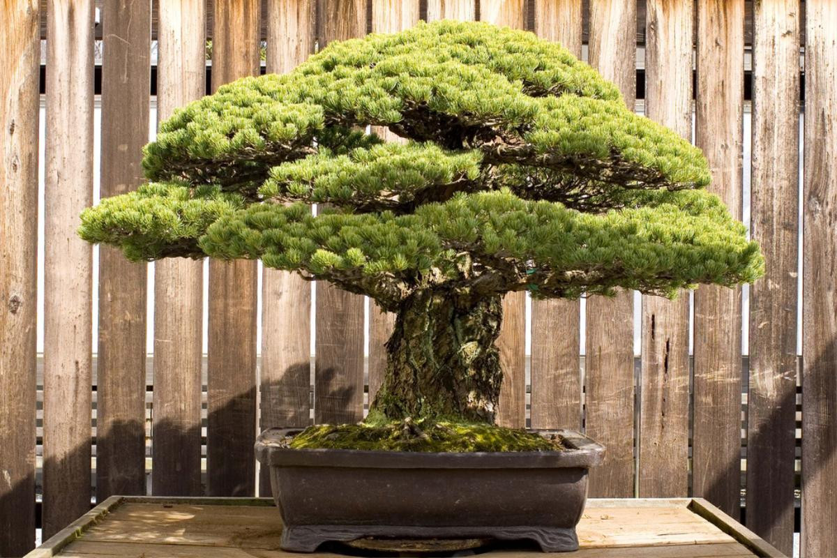 Cây bonsai 400 tuổi, sống sót qua thời bom nguyên tử Hiroshima và vẫn tiếp tục phát triển Ảnh 1