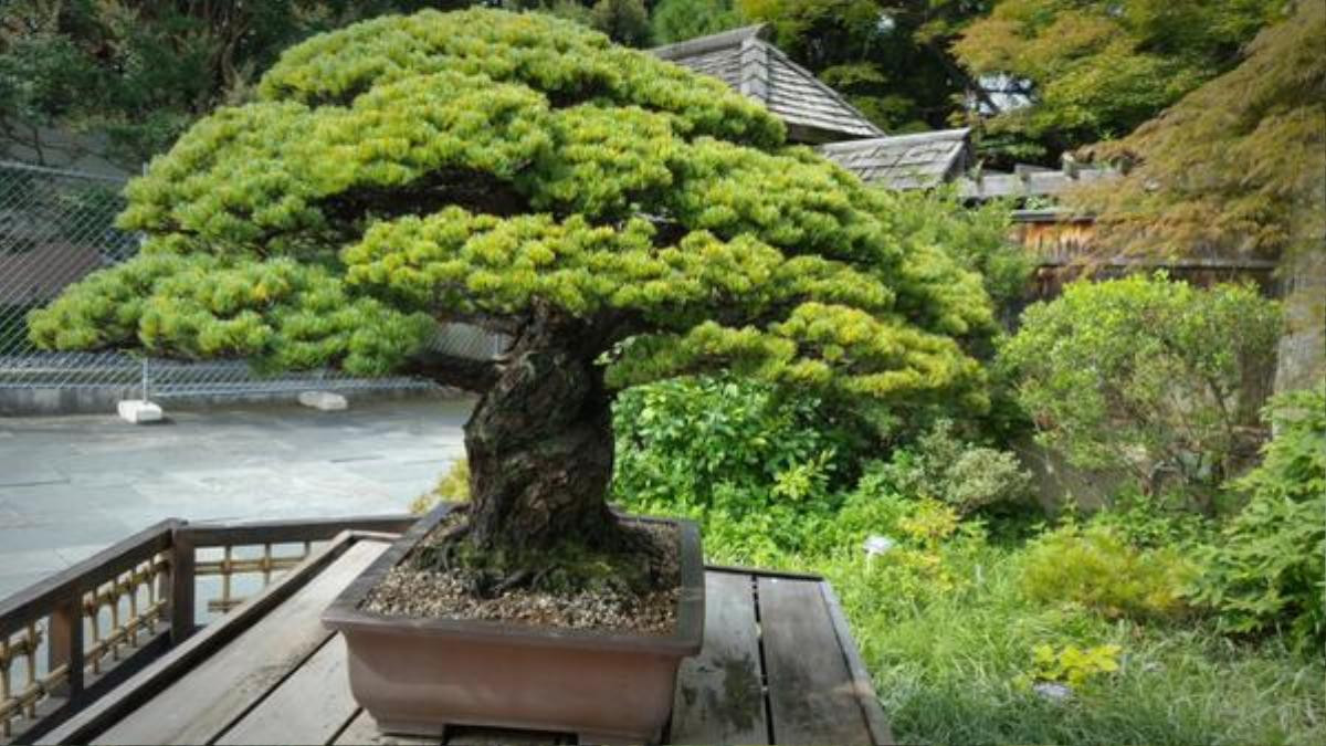 Cây bonsai 400 tuổi, sống sót qua thời bom nguyên tử Hiroshima và vẫn tiếp tục phát triển Ảnh 6