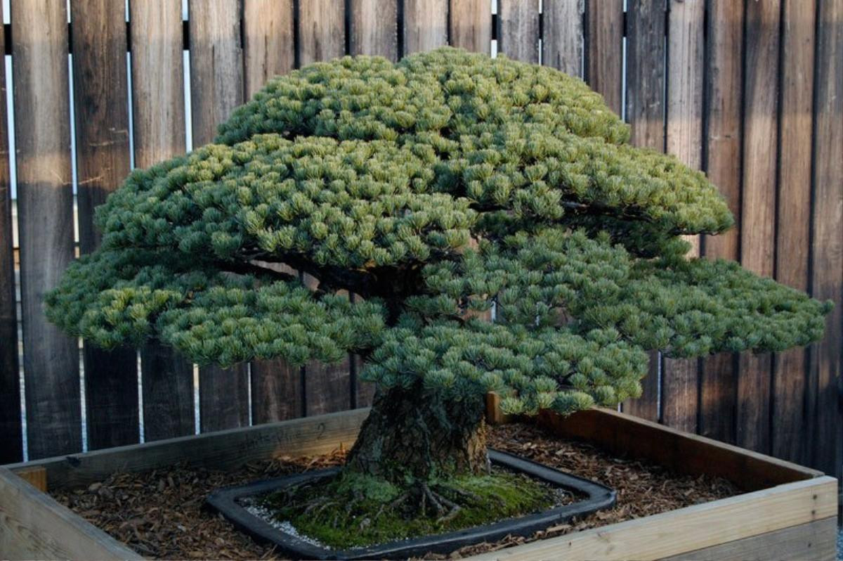 Cây bonsai 400 tuổi, sống sót qua thời bom nguyên tử Hiroshima và vẫn tiếp tục phát triển Ảnh 2