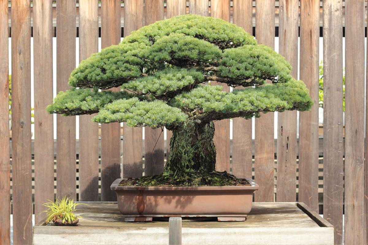 Cây bonsai 400 tuổi, sống sót qua thời bom nguyên tử Hiroshima và vẫn tiếp tục phát triển Ảnh 3