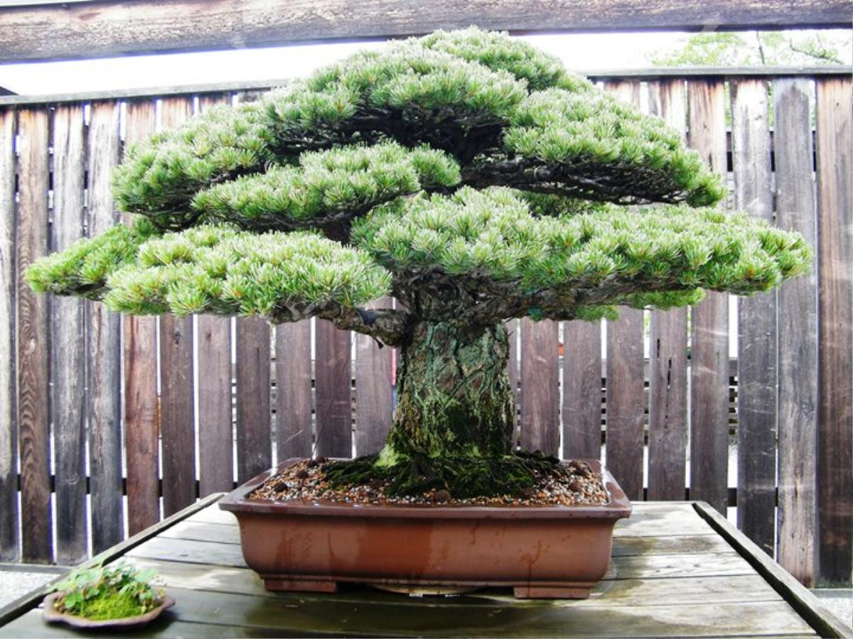 Cây bonsai 400 tuổi, sống sót qua thời bom nguyên tử Hiroshima và vẫn tiếp tục phát triển Ảnh 4