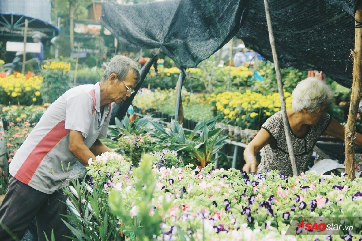 Những hình ảnh bình yên của làng hoa Sa đéc-nơi 4 mùa đều là mùa xuân Ảnh 1