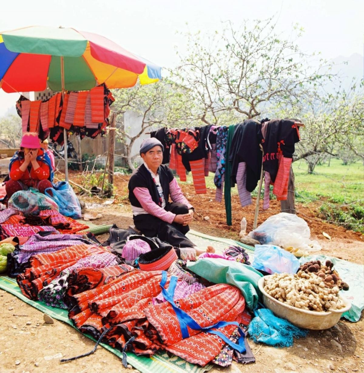 Đến Mộc Châu săn mai anh đào Ảnh 8