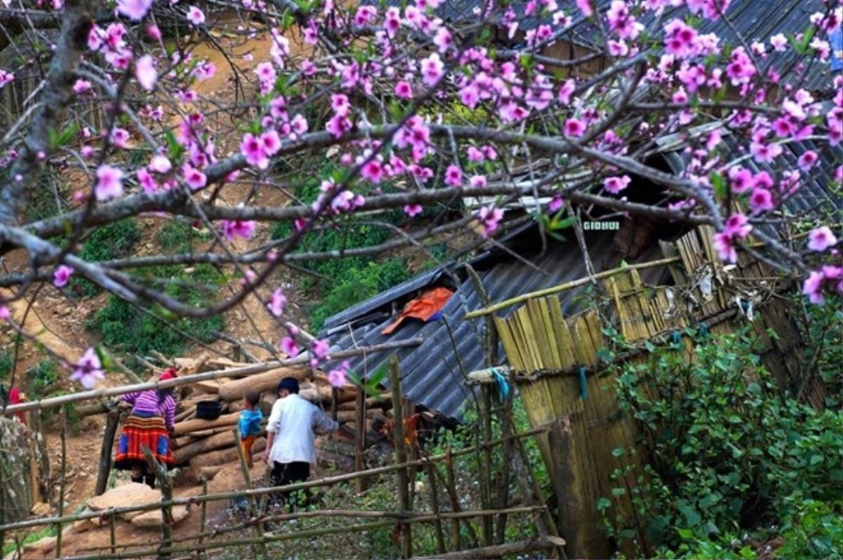 Tà Xùa đẹp bình yên trong sắc đào nở muộn Ảnh 5