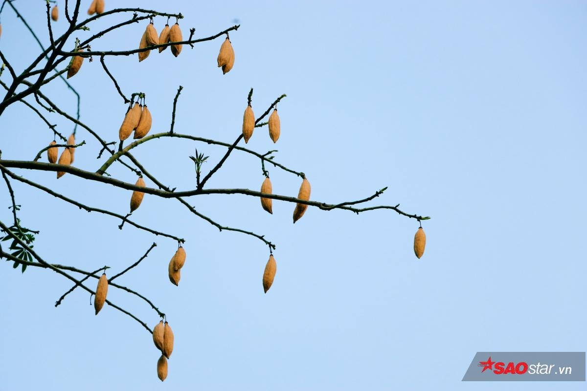 Cây gòn mùa trái rụng và nguồn gốc tên gọi của một vùng đất mang tên Sài Gòn Ảnh 7