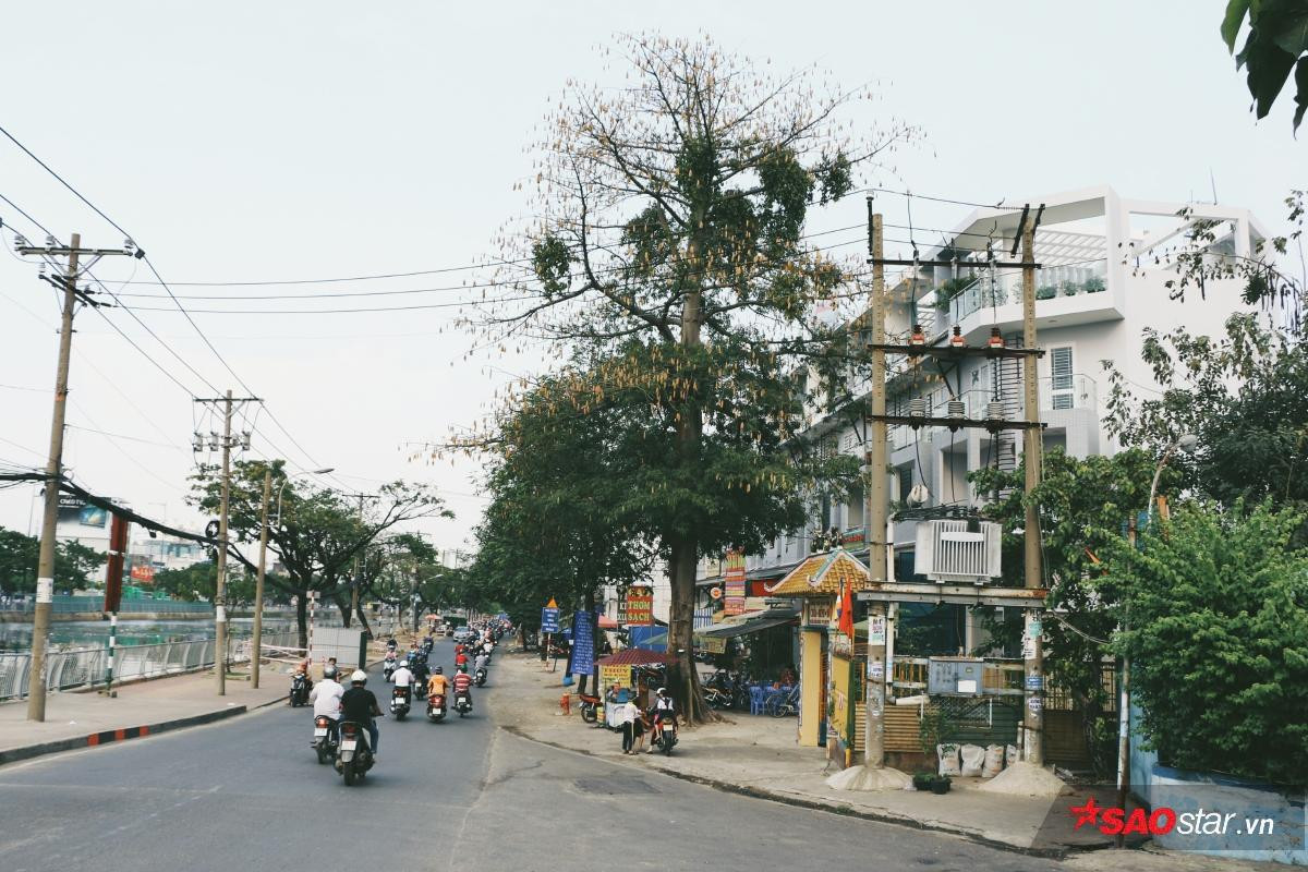 Cây gòn mùa trái rụng và nguồn gốc tên gọi của một vùng đất mang tên Sài Gòn Ảnh 1